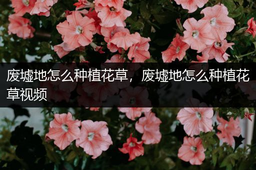 废墟地怎么种植花草，废墟地怎么种植花草视频