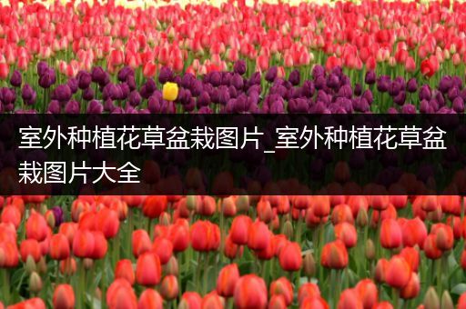 室外种植花草盆栽图片_室外种植花草盆栽图片大全