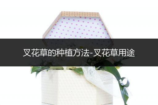 叉花草的种植方法-叉花草用途
