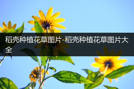 稻壳种植花草图片-稻壳种植花草图片大全