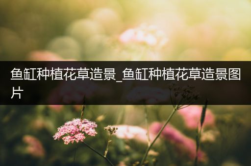 鱼缸种植花草造景_鱼缸种植花草造景图片