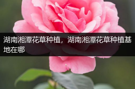 湖南湘潭花草种植，湖南湘潭花草种植基地在哪