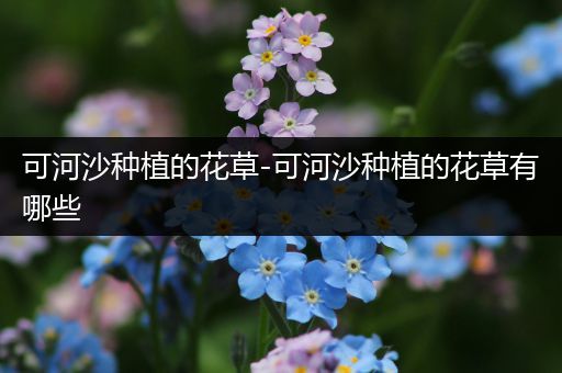 可河沙种植的花草-可河沙种植的花草有哪些