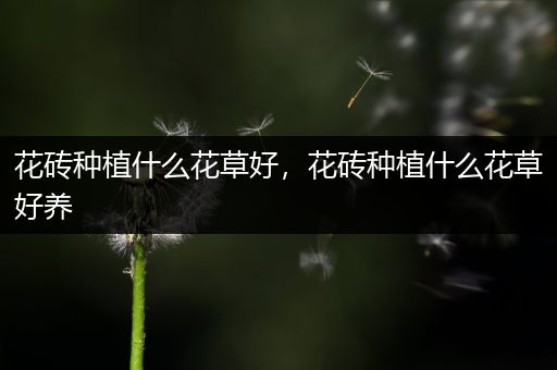 花砖种植什么花草好，花砖种植什么花草好养