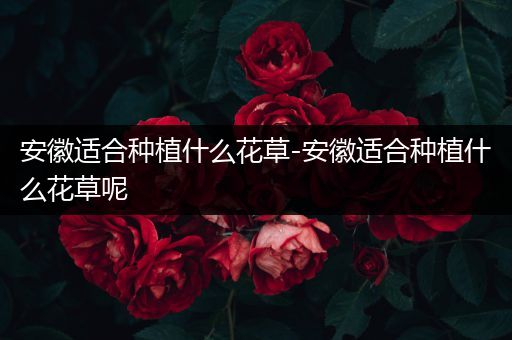 安徽适合种植什么花草-安徽适合种植什么花草呢