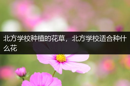 北方学校种植的花草，北方学校适合种什么花