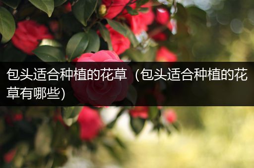 包头适合种植的花草（包头适合种植的花草有哪些）