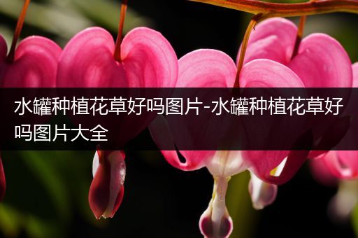 水罐种植花草好吗图片-水罐种植花草好吗图片大全