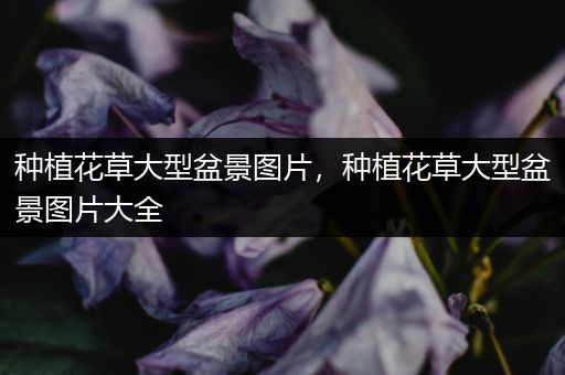 种植花草大型盆景图片，种植花草大型盆景图片大全