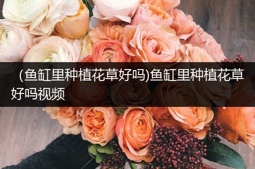 （鱼缸里种植花草好吗)鱼缸里种植花草好吗视频