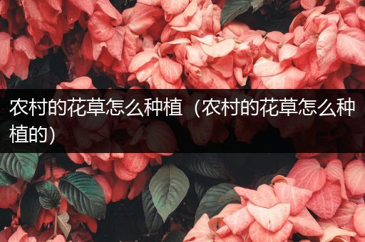 农村的花草怎么种植（农村的花草怎么种植的）