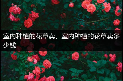 室内种植的花草卖，室内种植的花草卖多少钱