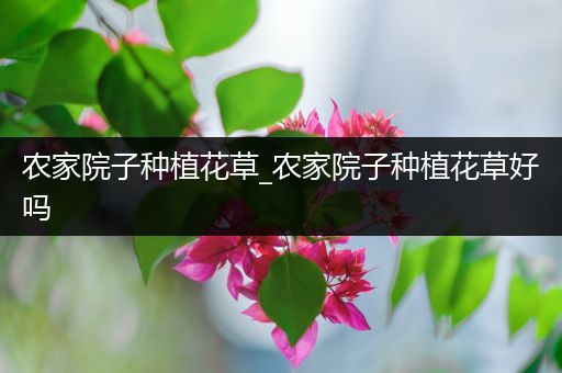 农家院子种植花草_农家院子种植花草好吗