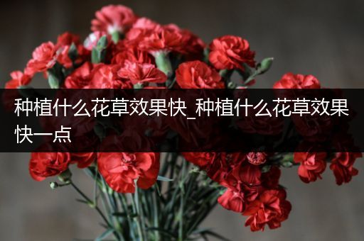 种植什么花草效果快_种植什么花草效果快一点