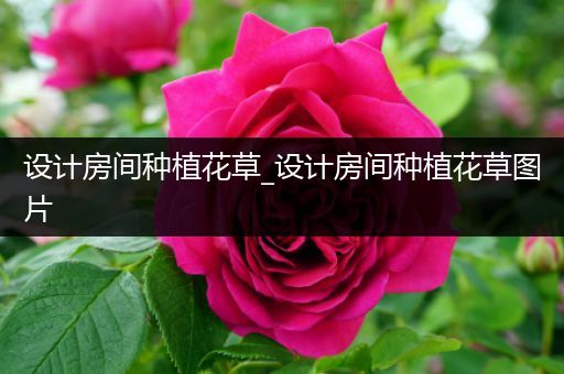 设计房间种植花草_设计房间种植花草图片