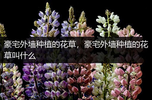 豪宅外墙种植的花草，豪宅外墙种植的花草叫什么