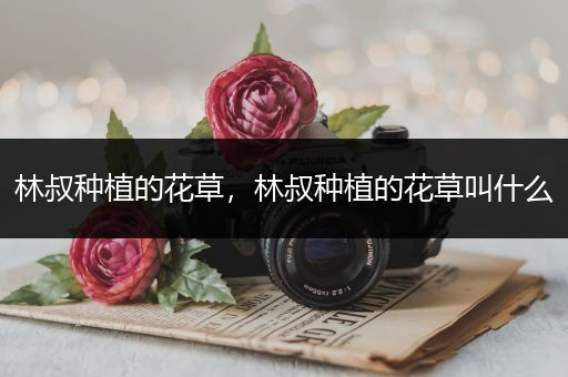 林叔种植的花草，林叔种植的花草叫什么