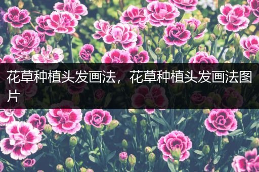 花草种植头发画法，花草种植头发画法图片