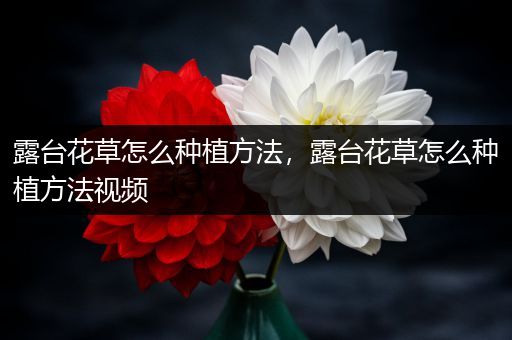 露台花草怎么种植方法，露台花草怎么种植方法视频