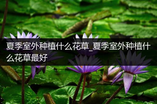 夏季室外种植什么花草_夏季室外种植什么花草最好