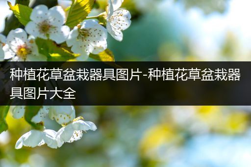 种植花草盆栽器具图片-种植花草盆栽器具图片大全