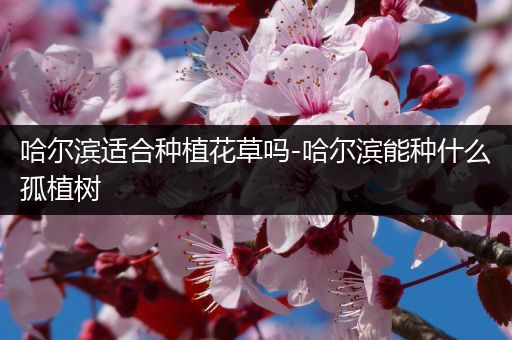 哈尔滨适合种植花草吗-哈尔滨能种什么孤植树