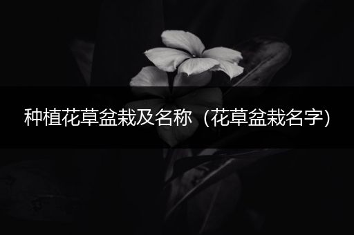 种植花草盆栽及名称（花草盆栽名字）