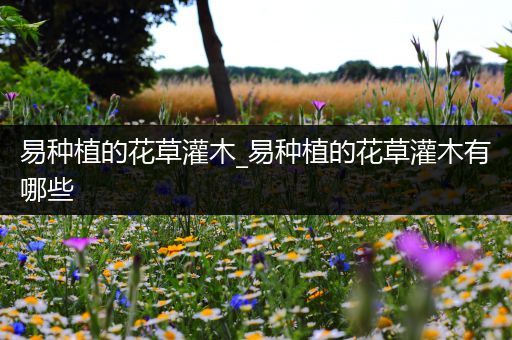 易种植的花草灌木_易种植的花草灌木有哪些