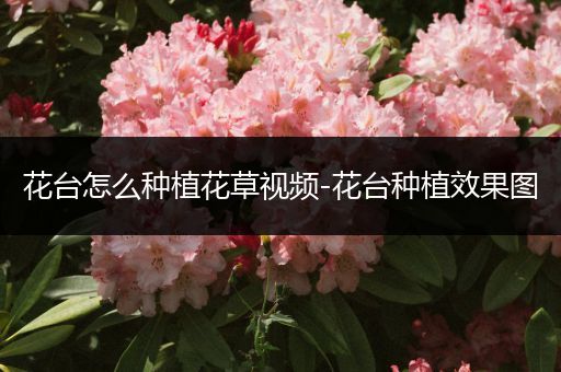 花台怎么种植花草视频-花台种植效果图