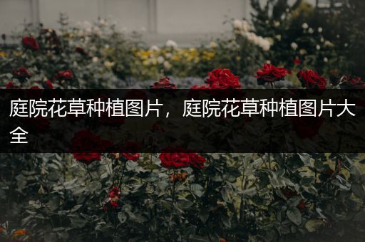庭院花草种植图片，庭院花草种植图片大全