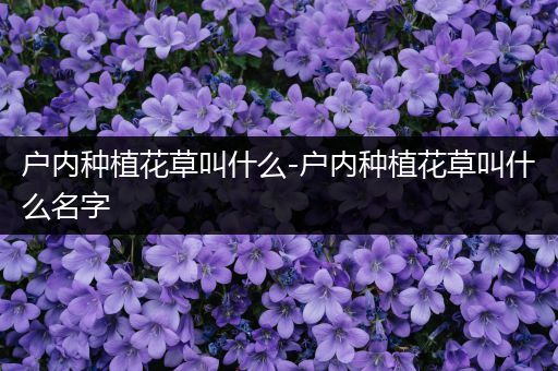 户内种植花草叫什么-户内种植花草叫什么名字