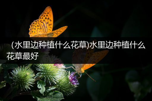 （水里边种植什么花草)水里边种植什么花草最好