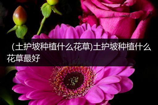 （土护坡种植什么花草)土护坡种植什么花草最好