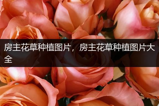 房主花草种植图片，房主花草种植图片大全