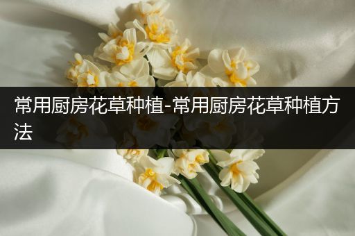 常用厨房花草种植-常用厨房花草种植方法