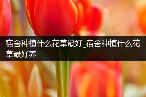 宿舍种植什么花草最好_宿舍种植什么花草最好养