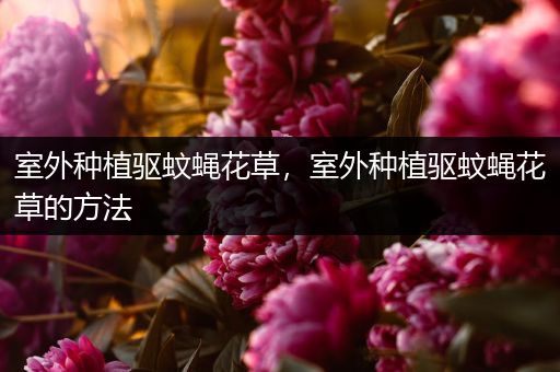 室外种植驱蚊蝇花草，室外种植驱蚊蝇花草的方法