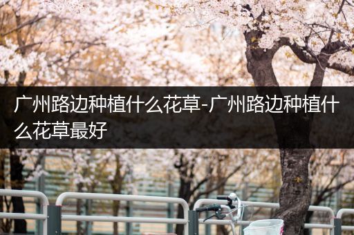广州路边种植什么花草-广州路边种植什么花草最好