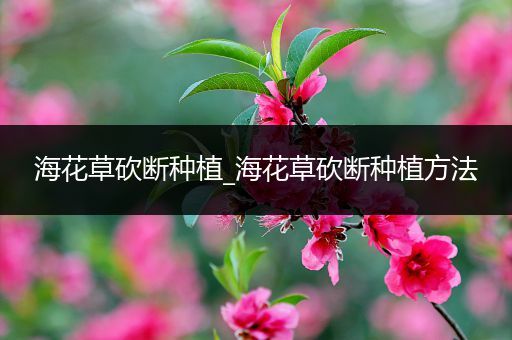 海花草砍断种植_海花草砍断种植方法