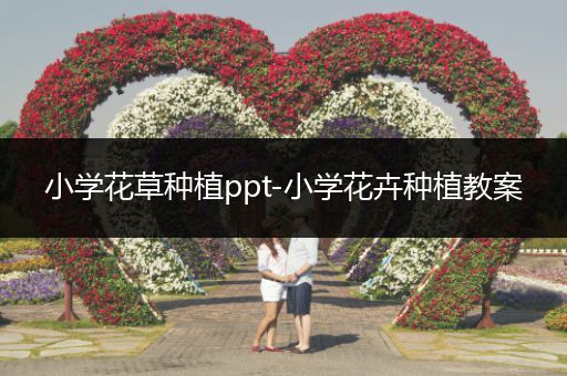 小学花草种植ppt-小学花卉种植教案