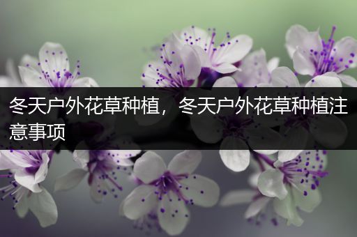 冬天户外花草种植，冬天户外花草种植注意事项