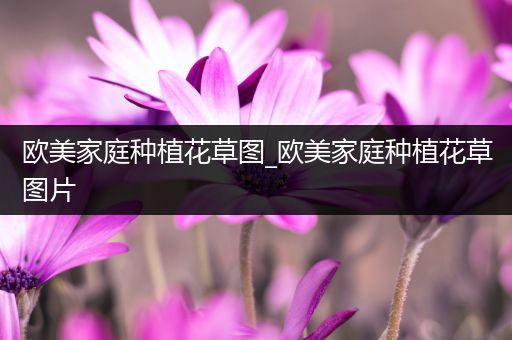 欧美家庭种植花草图_欧美家庭种植花草图片