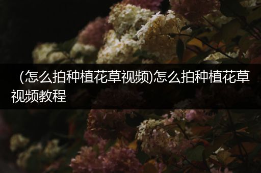 （怎么拍种植花草视频)怎么拍种植花草视频教程