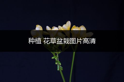 种植 花草盆栽图片高清