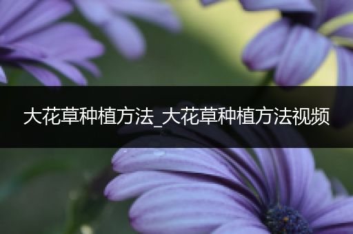 大花草种植方法_大花草种植方法视频