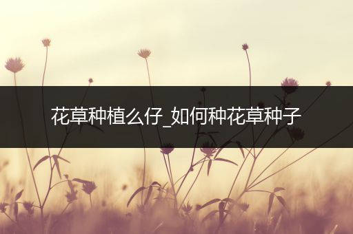 花草种植么仔_如何种花草种子