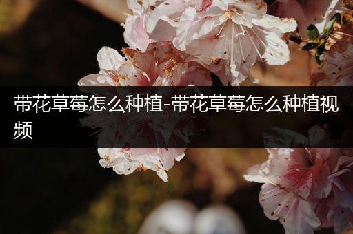 带花草莓怎么种植-带花草莓怎么种植视频
