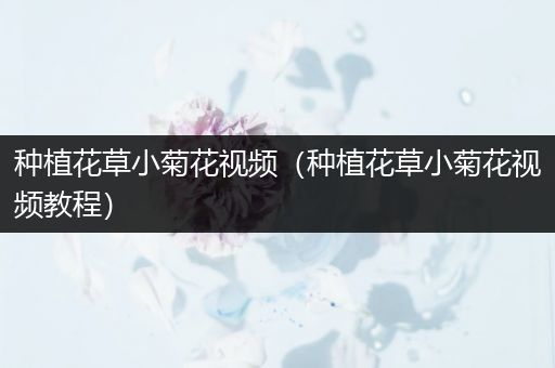 种植花草小菊花视频（种植花草小菊花视频教程）