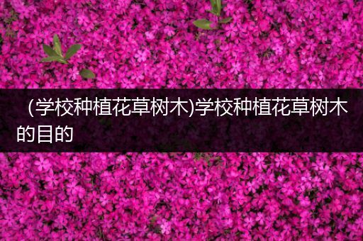 （学校种植花草树木)学校种植花草树木的目的