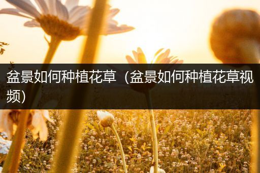 盆景如何种植花草（盆景如何种植花草视频）